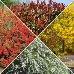 Collection Haie printanière - 4 arbustes - Éveillez votre jardin en beauté