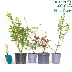 Collection Haie printanière - 4 arbustes - Éveillez votre jardin en beauté