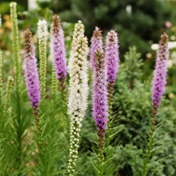 Collection Massif d'été fleuri - 45 bulbes - Superficie env. 1,5 m² - Un massif prêt à fleurir
