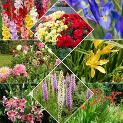 Collection Massif d'été fleuri - 45 bulbes - Superficie env. 1,5 m² - Un massif prêt à fleurir