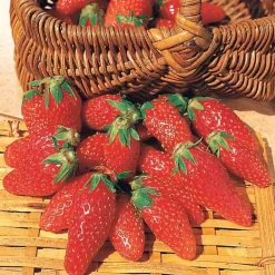 Collection 6 mois de 60 fraises : Savoureuse de Willemse, Mara des Bois, Gariguette - Un régal pour tous les palais