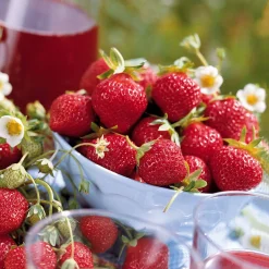Collection 6 mois de 60 fraises : Savoureuse de Willemse, Mara des Bois, Gariguette - Un régal pour tous les palais
