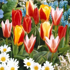 Collection 3 mois de 60 tulipes - 3 mois de tulipes en fleur
