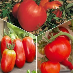 Collection 3 tomates savoureuses (Coeur de Boeuf, Saint Pierre, San M - Trois saveurs, un potager