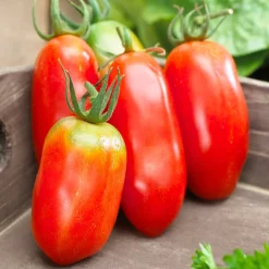 Collection 3 tomates savoureuses (Coeur de Boeuf, Saint Pierre, San M - Trois saveurs, un potager