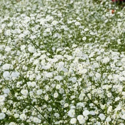 Collection variée de 12 plantes vivaces - 2 m² - Un massif fleuri clé en main