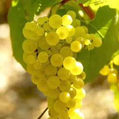 Collection Viticoles : Vitis Vinifera, Pinot Merlot, Chardonnay - Parfait pour des vins de caractère