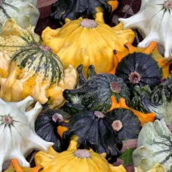Coloquintes Couronnes d'épines Shenot en mélange - Déco d'automne garantie