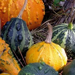 Coloquintes à petits fruits en mélange - Déco naturelle tout l'automne