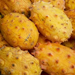 Concombre du Kenya - Metulon - Un fruit exotique au jardin
