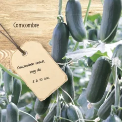 Concombre mini Hopeline F1 - Mini concombres, maxi croquant