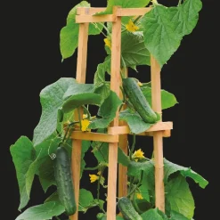 Concombre pour pot Patio Snacker F1 - Croquant même sur balcon