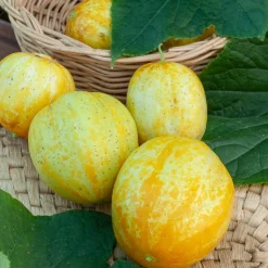 Concombre rond Lemon - Croquant sucré tout l'été