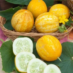 Concombre rond Lemon - Croquant sucré tout l'été