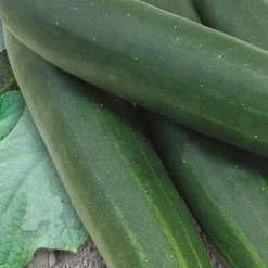 Concombre Sonja F1 Bio - Croquant garanti tout l'été