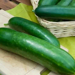 Concombre Vert long maraîcher - Croquant et frais tout l'été