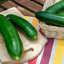 Concombre Vert long maraîcher - Croquant et frais tout l'été