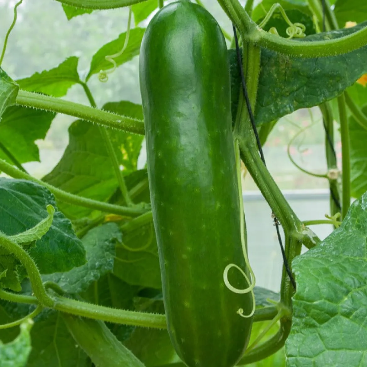 Concombre Vert long maraîcher - Croquant et frais tout l'été