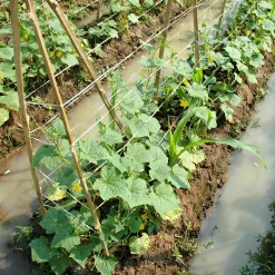 Concombre Vert long maraîcher - Croquant et frais tout l'été