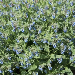 Consoude bleue - Un tapis bleu vite installé
