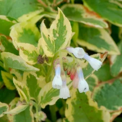 Consoude à grandes fleurs Goldsmith - L'ombre enfin fleurie