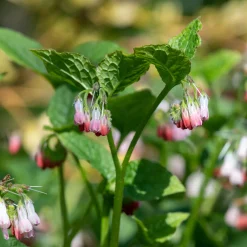 Consoude à grandes fleurs Hidcote Pink - Le tapis rose des coins ombragés