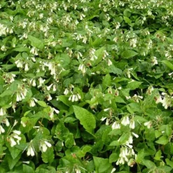 Consoude à grandes fleurs - Le tapis vert des zones ombragées