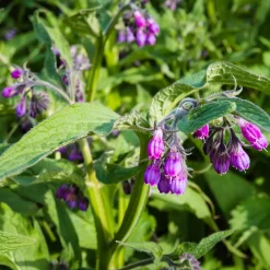 Consoude officinale - Le trésor du jardinier