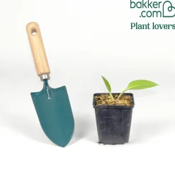 Consoude officinale - Le trésor du jardinier