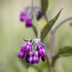 Consoude officinale - Le trésor du jardinier