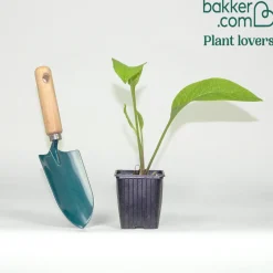 Consoude officinale Purpureum - Le potassium du jardinier