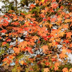 Copalme d'Amérique - Liquidambar - Un automne en feu au jardin