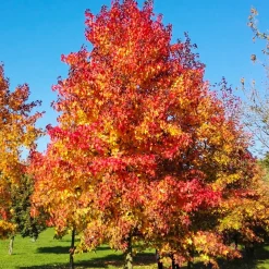 Copalme d'Amérique - Liquidambar - Un automne en feu au jardin