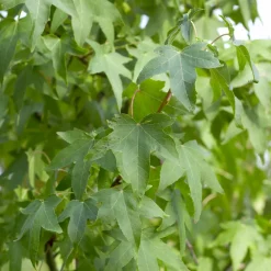 Copalme d'Amérique - Liquidambar - Un automne en feu au jardin