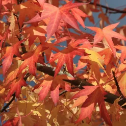 Copalme d'Amérique - Liquidambar - Un automne en feu au jardin
