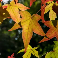 Copalme d'Amérique - Liquidambar - Un automne en feu au jardin