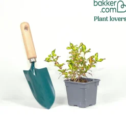 Coprosma Evening Glow - Un feuillage qui change de couleur