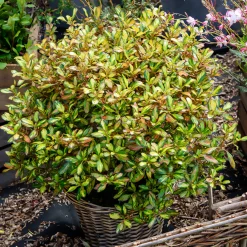 Coprosma Evening Glow - Un feuillage qui change de couleur