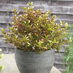 Coprosma Evening Glow - Un feuillage qui change de couleur