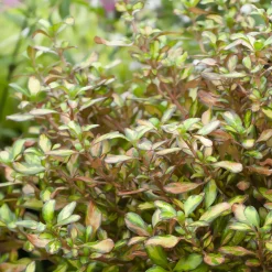 Coprosma Evening Glow - Un feuillage qui change de couleur