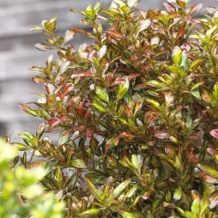 Coprosma Evening Glow - Un feuillage qui change de couleur