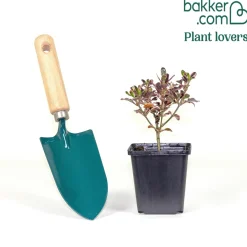 Coprosma repens Eclipse® - Un feuillage qui brille toute l'année