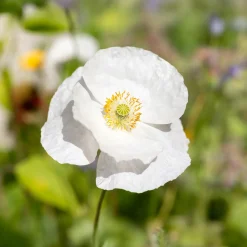 Coquelicot Bridal Silk - Le blanc pur au jardin