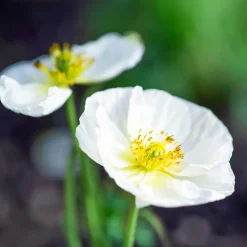 Coquelicot Bridal Silk - Le blanc pur au jardin