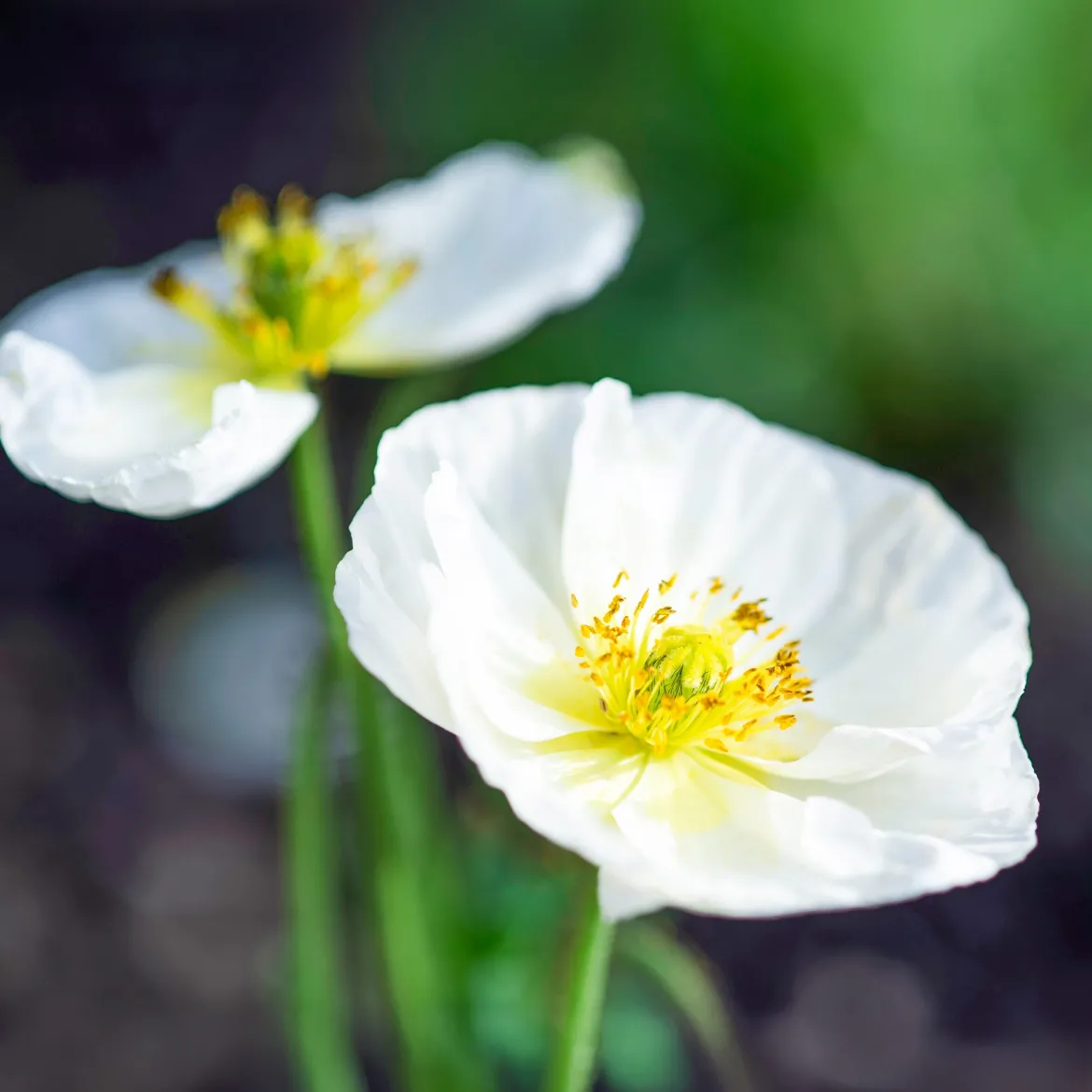 Coquelicot Bridal Silk - Le blanc pur au jardin