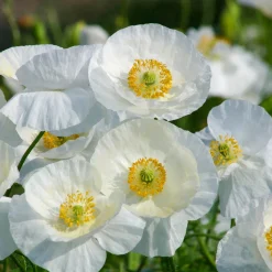 Coquelicot Bridal Silk - Le blanc pur au jardin