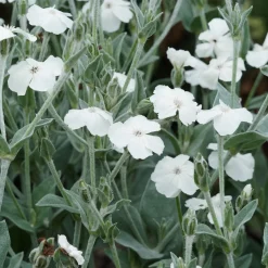 Coquelourde des jardins blanches - Feuillage argenté, fleurs pures