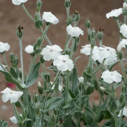 Coquelourde des jardins blanches - Feuillage argenté, fleurs pures