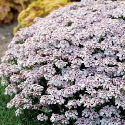 Corbeille d'argent Rose glacé - Iberis - Un tapis rose sans effort