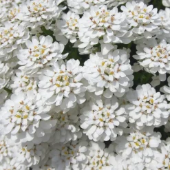 Corbeille d'argent Schneeflocke - Iberis - Tapis blanc en avril